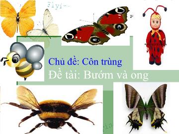 Bài giảng Mầm non Lớp 3 tuổi - Chủ đề: Côn trùng - Đề tài: Bướm và ong