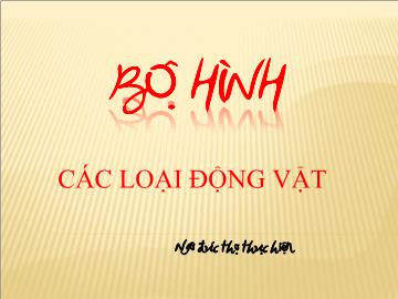 Bài giảng mầm non lớp lá - Bộ hình - Các loại động vật