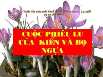 Bài giảng Mầm non lớp lá - Cuộc phiêu lưu của kiến và bọ ngựa