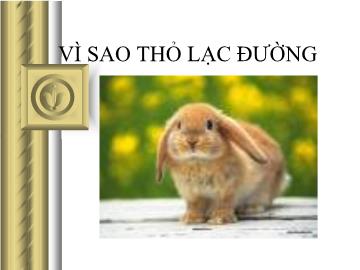 Bài giảng Mầm non lớp lá - Vì sao thỏ lạc đường