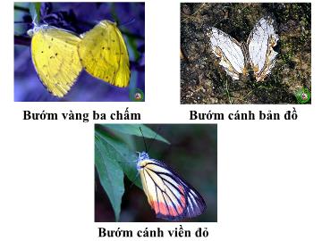 Bài giảng Lớp Lá - Sự phát triển của bướm
